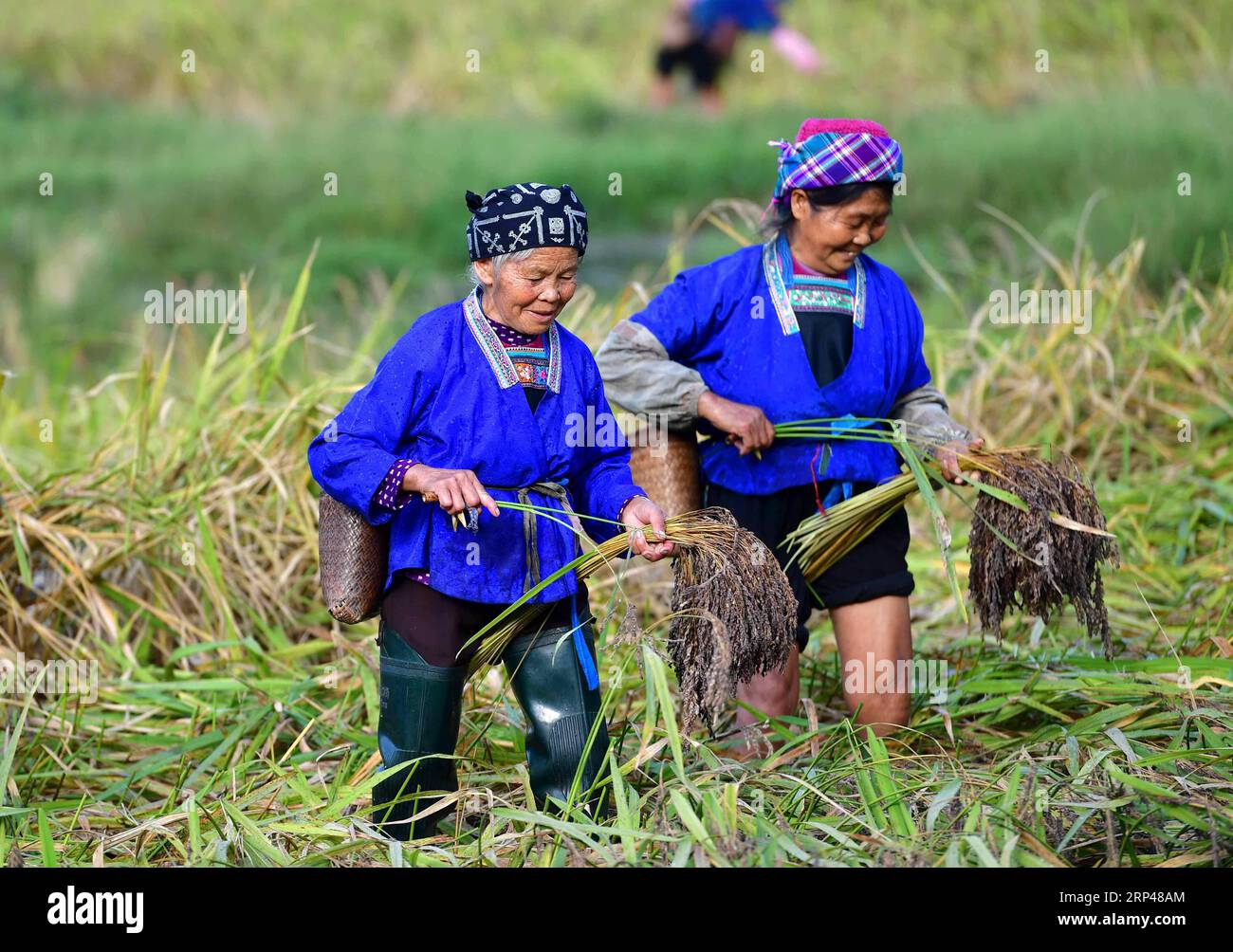 (181030) -- RONGSHUI, Oct. 30, 2018 -- Farmers of the Miao ethnic group harvest purple glutinous rice at Yuanbao Village in Antai Township in Rongshui Miao Autonomous County, south China s Guangxi Zhuang Autonomous Region, Oct. 30, 2018. Farmers are busy harvesting purple glutinous rice in Antai, where a production mode that incorporates cooperatives, planting bases and individual farmers has helped the locals out of poverty. ) (wyl) CHINA-GUANGXI-ANTAI-RICE-HARVEST (CN) WuxJianlu PUBLICATIONxNOTxINxCHN Stock Photo