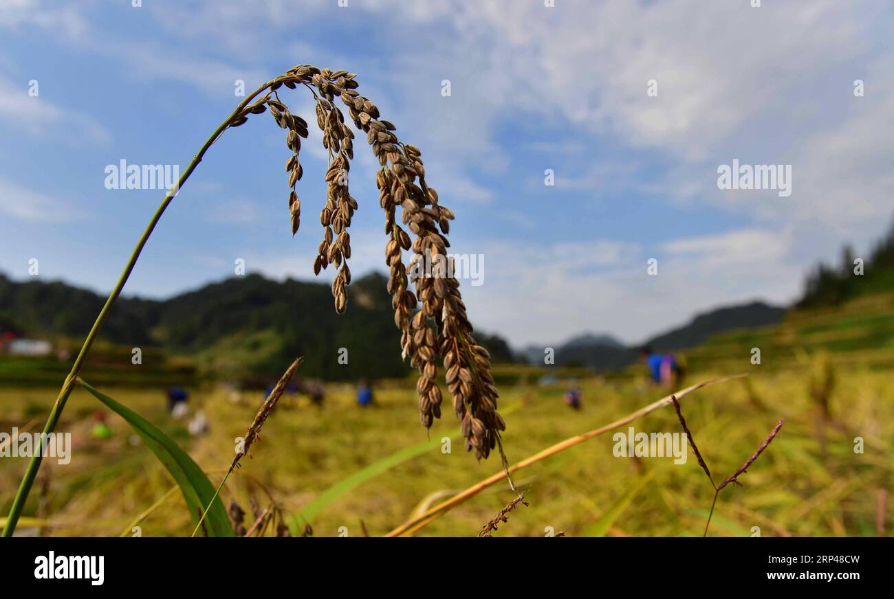 (181030) -- RONGSHUI, Oct. 30, 2018 -- Farmers of the Miao ethnic group harvest purple glutinous rice at Yuanbao Village in Antai Township in Rongshui Miao Autonomous County, south China s Guangxi Zhuang Autonomous Region, Oct. 30, 2018. Farmers are busy harvesting purple glutinous rice in Antai, where a production mode that incorporates cooperatives, planting bases and individual farmers has helped the locals out of poverty. ) (wyl) CHINA-GUANGXI-ANTAI-RICE-HARVEST (CN) WuxJianlu PUBLICATIONxNOTxINxCHN Stock Photo