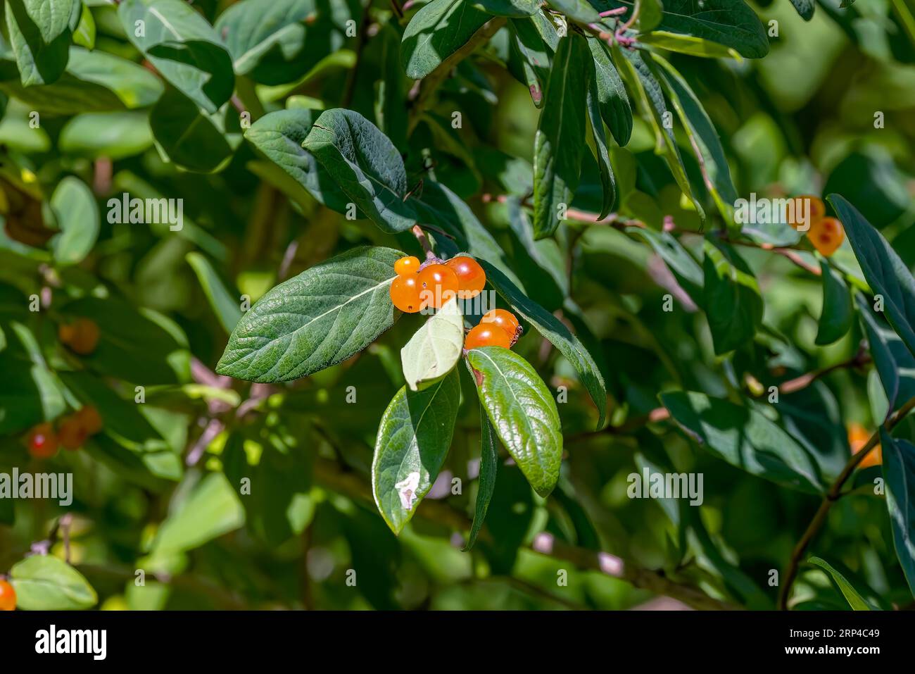 Tatarian honeysuckle (Lonicera tatarica)  is one of several exotic bush honeysuckles present in North America. Invasive species. Stock Photo