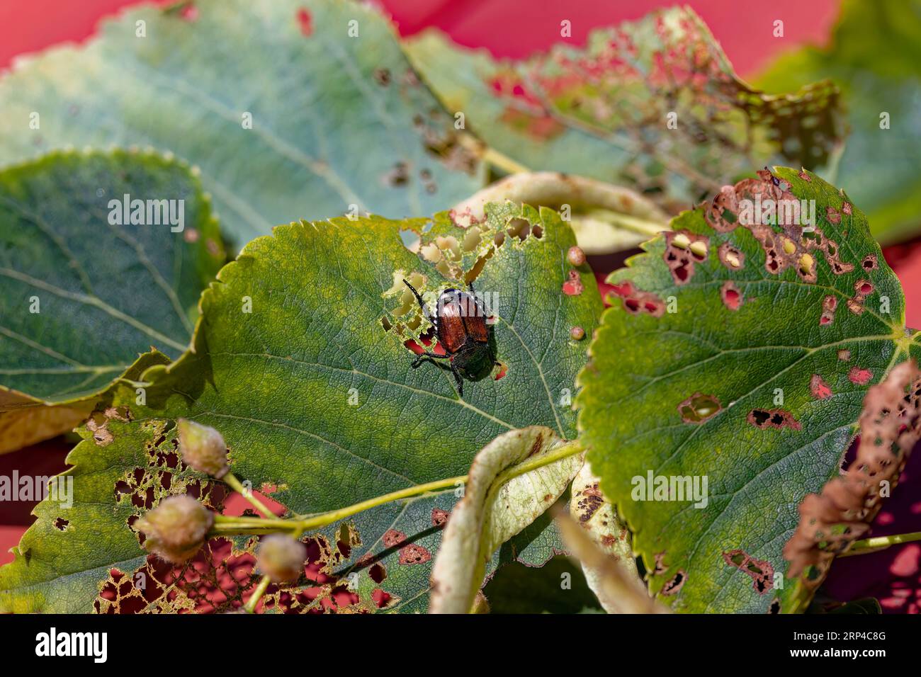 The Japanese beetle (Popillia japonica) is a species of scarab beetle. Invasive beetle. Stock Photo