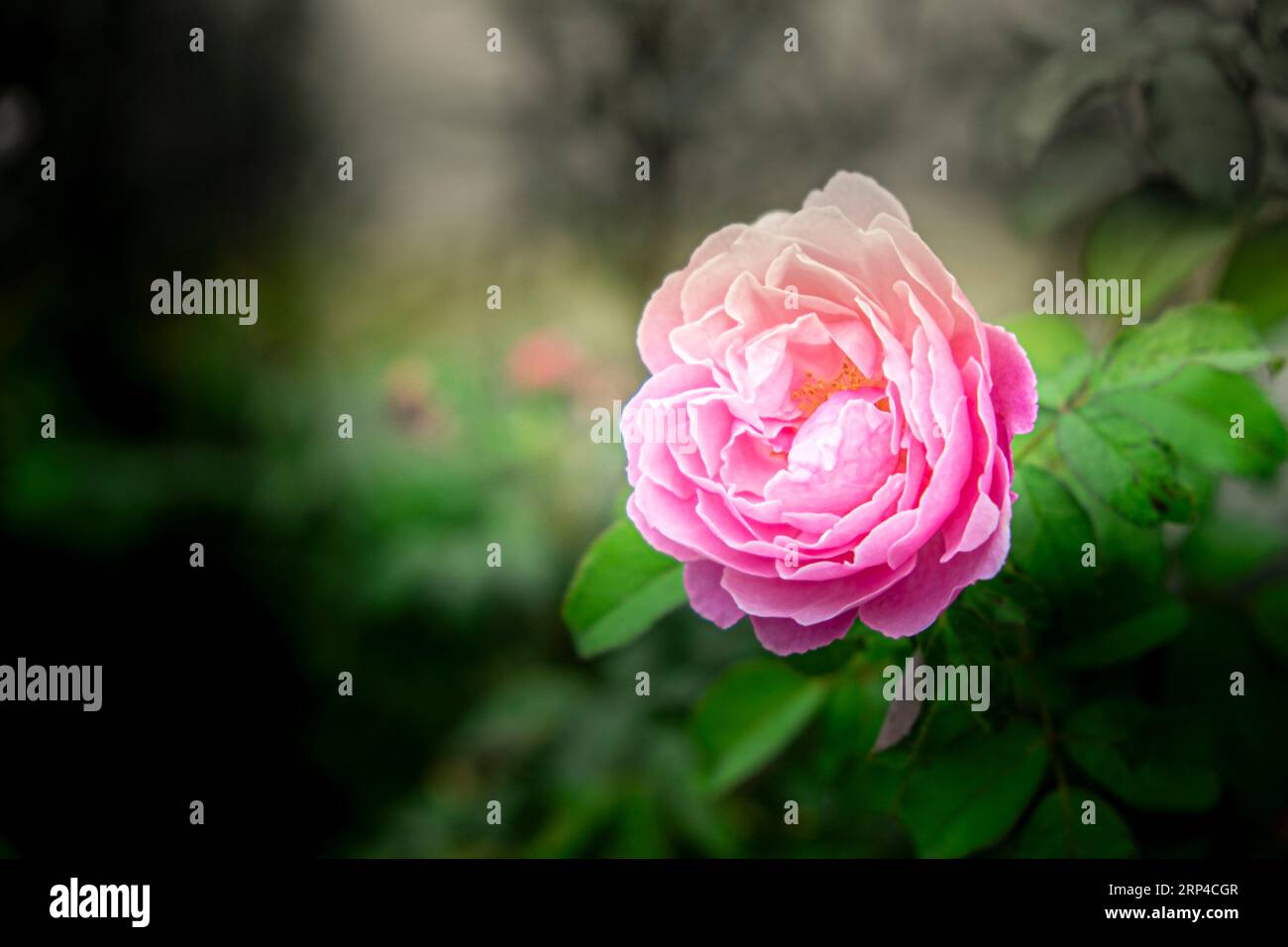 Ravishing Elegance: Closeup of a Pink Rose on a Dark Green Flower Garden Background Stock Photo