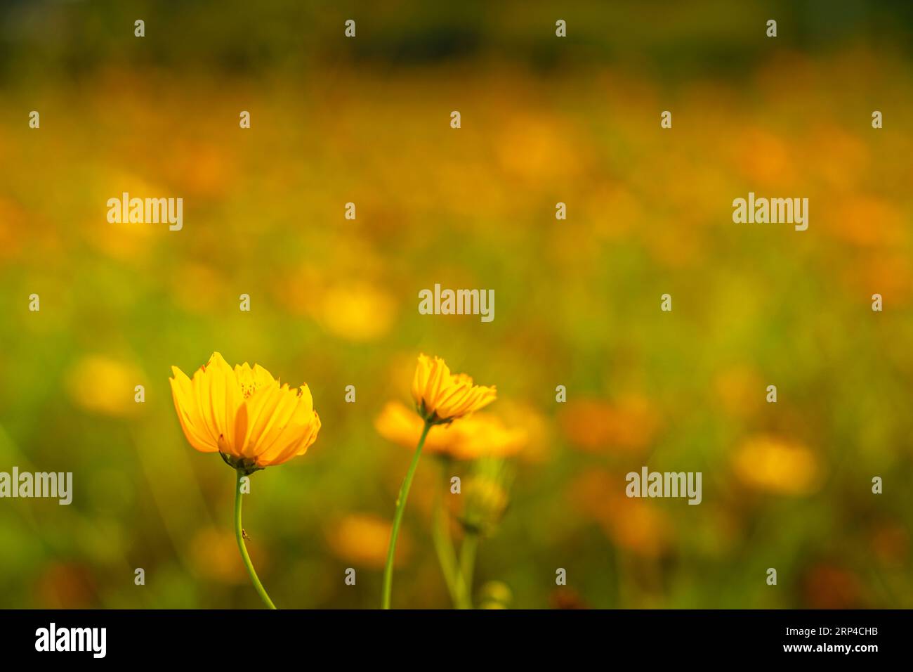 Spring Background Cosmo Beautiful cosmos flower. Spring background with beautiful yellow ...
