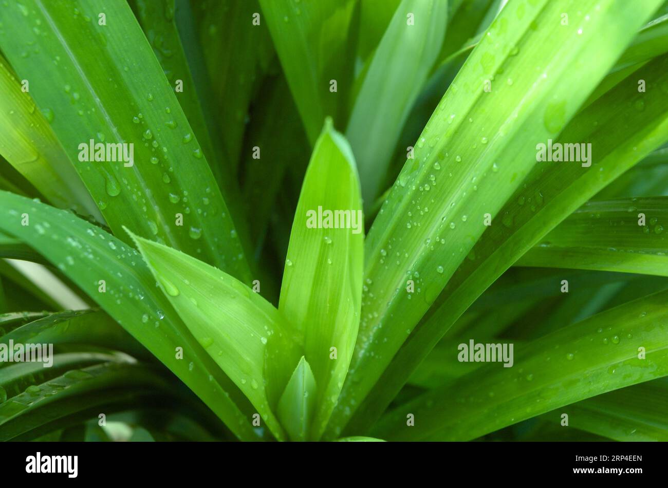 Pandanus or Pandan leaves, Fragrant pandan leaves full of raindrops and