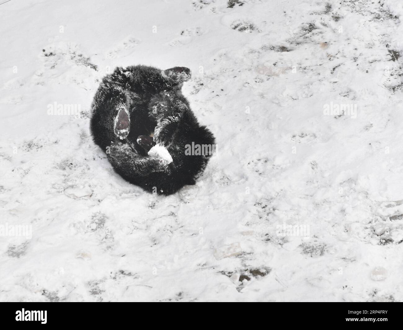 Xining zoo hires stock photography and images Alamy