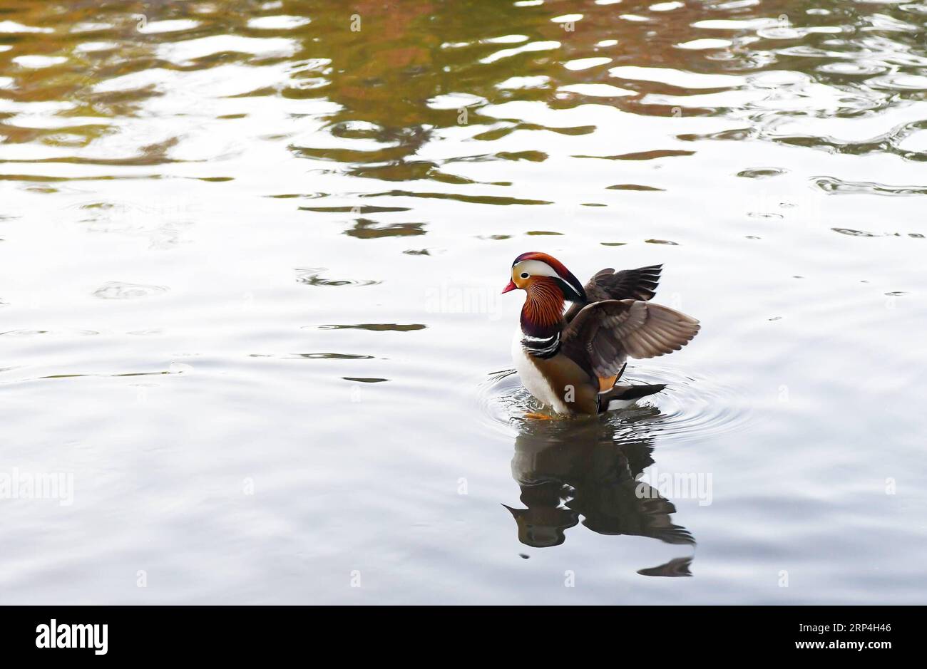 (181109) -- NEW YORK, Nov. 9, 2018 -- A Mandarin duck paddles on a pond at the Central Park in New York, the United States, on Nov. 8, 2018. Mandarin ducks are native to East Asia and renowned for their dazzling multicolored feathers. This rare Mandarin duck, first spotted in early October, has become a new star at the Central Park, one of New York City s most-visited attractions. ) (yk) U.S.-NEW YORK-MANDARIN DUCK LixRui PUBLICATIONxNOTxINxCHN Stock Photo