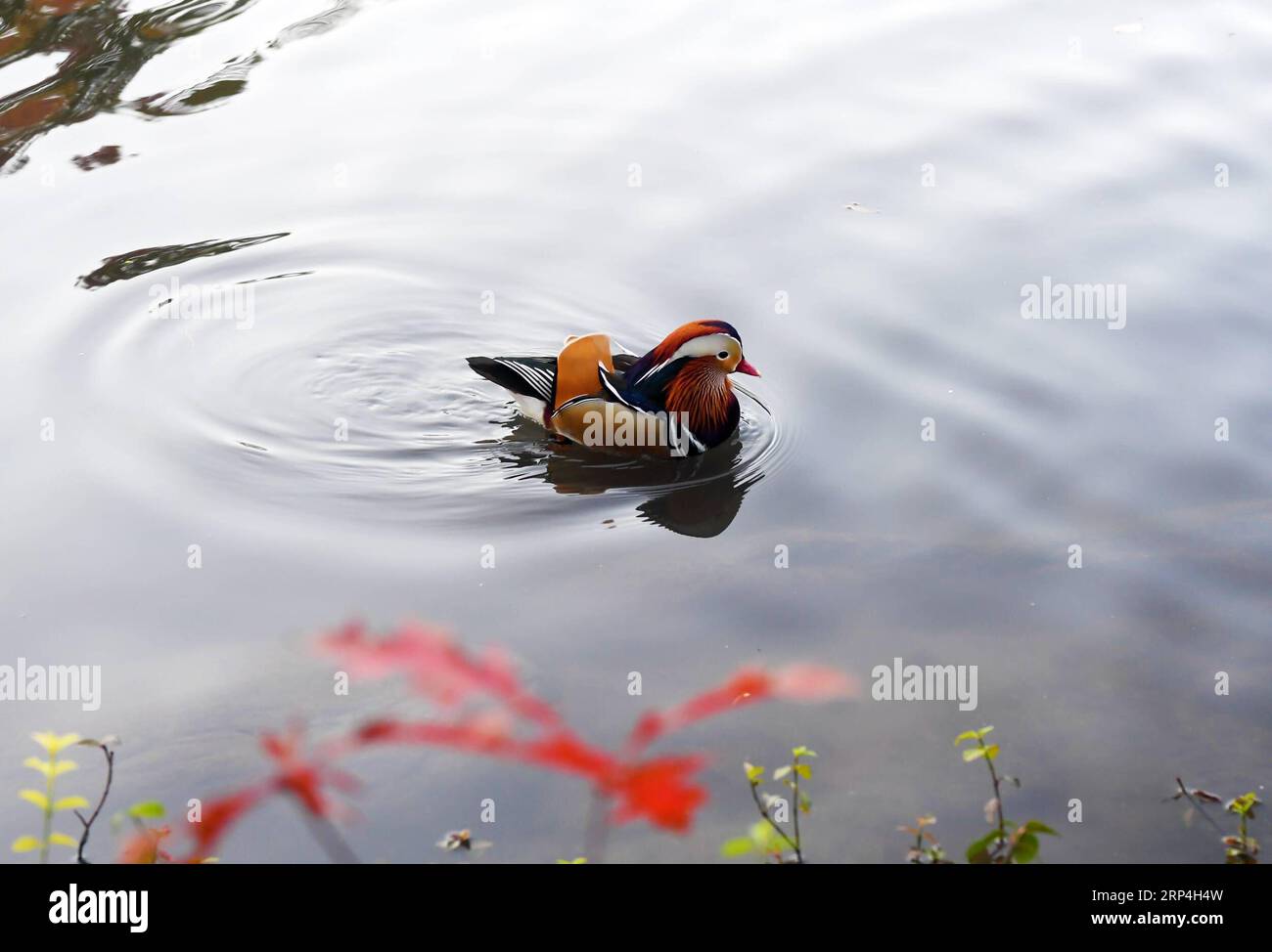 (181109) -- NEW YORK, Nov. 9, 2018 -- A Mandarin duck swims on a pond at the Central Park in New York, the United States, on Nov. 8, 2018. Mandarin ducks are native to East Asia and renowned for their dazzling multicolored feathers. This rare Mandarin duck, first spotted in early October, has become a new star at the Central Park, one of New York City s most-visited attractions. ) (yk) U.S.-NEW YORK-MANDARIN DUCK LixRui PUBLICATIONxNOTxINxCHN Stock Photo