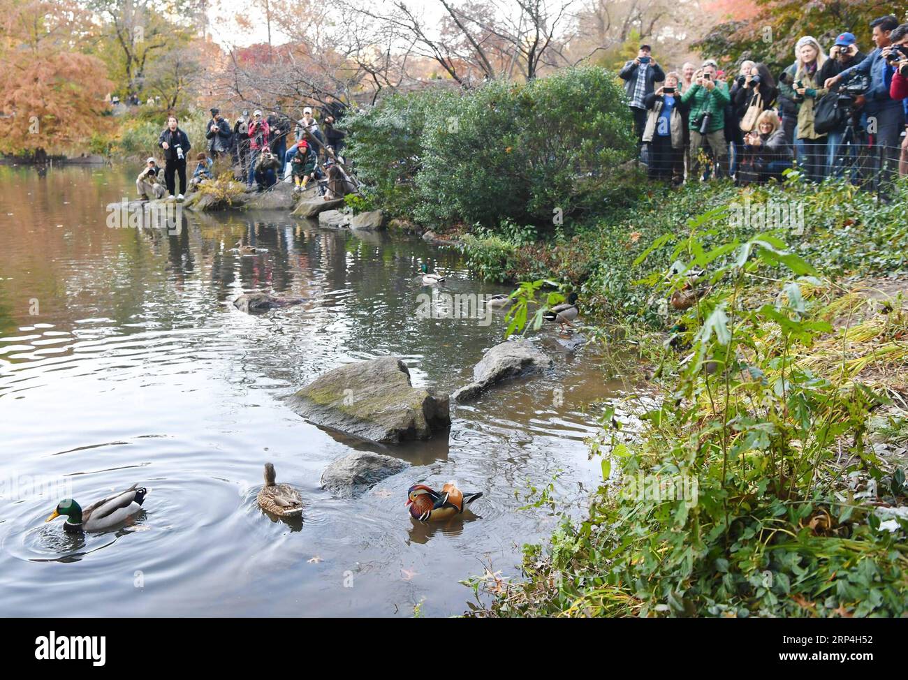 (181109) -- NEW YORK, Nov. 9, 2018 -- People watch and take photos of a Mandarin duck (R) at the Central Park in New York, the United States, on Nov. 8, 2018. Mandarin ducks are native to East Asia and renowned for their dazzling multicolored feathers. This rare Mandarin duck, first spotted in early October, has become a new star at the Central Park, one of New York City s most-visited attractions. ) (yk) U.S.-NEW YORK-MANDARIN DUCK LixRui PUBLICATIONxNOTxINxCHN Stock Photo