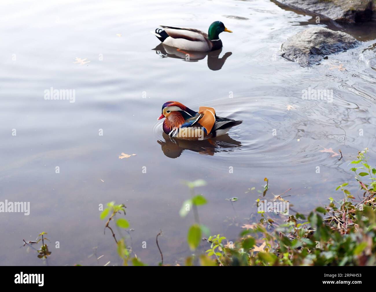 (181109) -- NEW YORK, Nov. 9, 2018 -- A Mandarin duck (Front) paddles on a pond at the Central Park in New York, the United States, on Nov. 8, 2018. Mandarin ducks are native to East Asia and renowned for their dazzling multicolored feathers. This rare Mandarin duck, first spotted in early October, has become a new star at the Central Park, one of New York City s most-visited attractions. ) (yk) U.S.-NEW YORK-MANDARIN DUCK LixRui PUBLICATIONxNOTxINxCHN Stock Photo