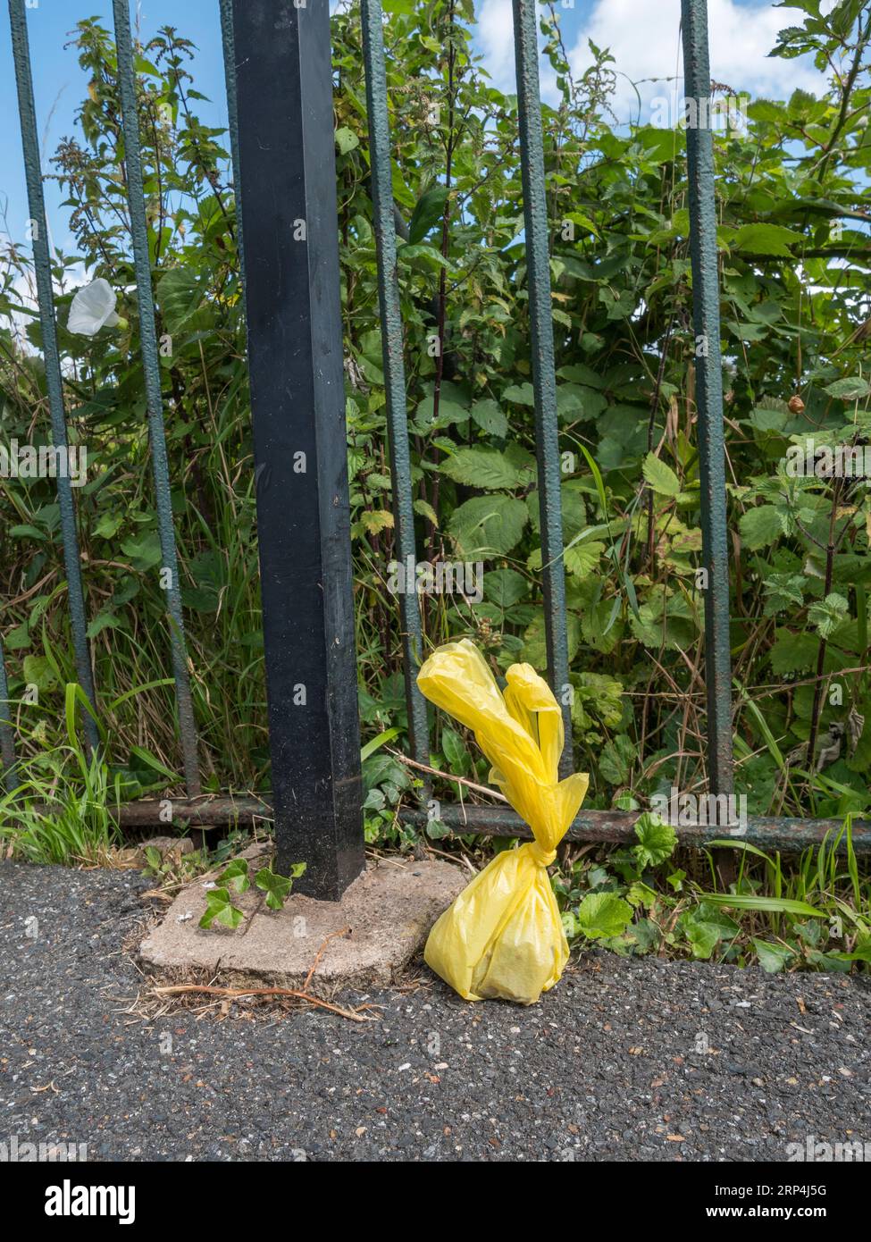 Discarded dog poo bag left on the side of a path in Lewes, East Sussex, UK. Stock Photo