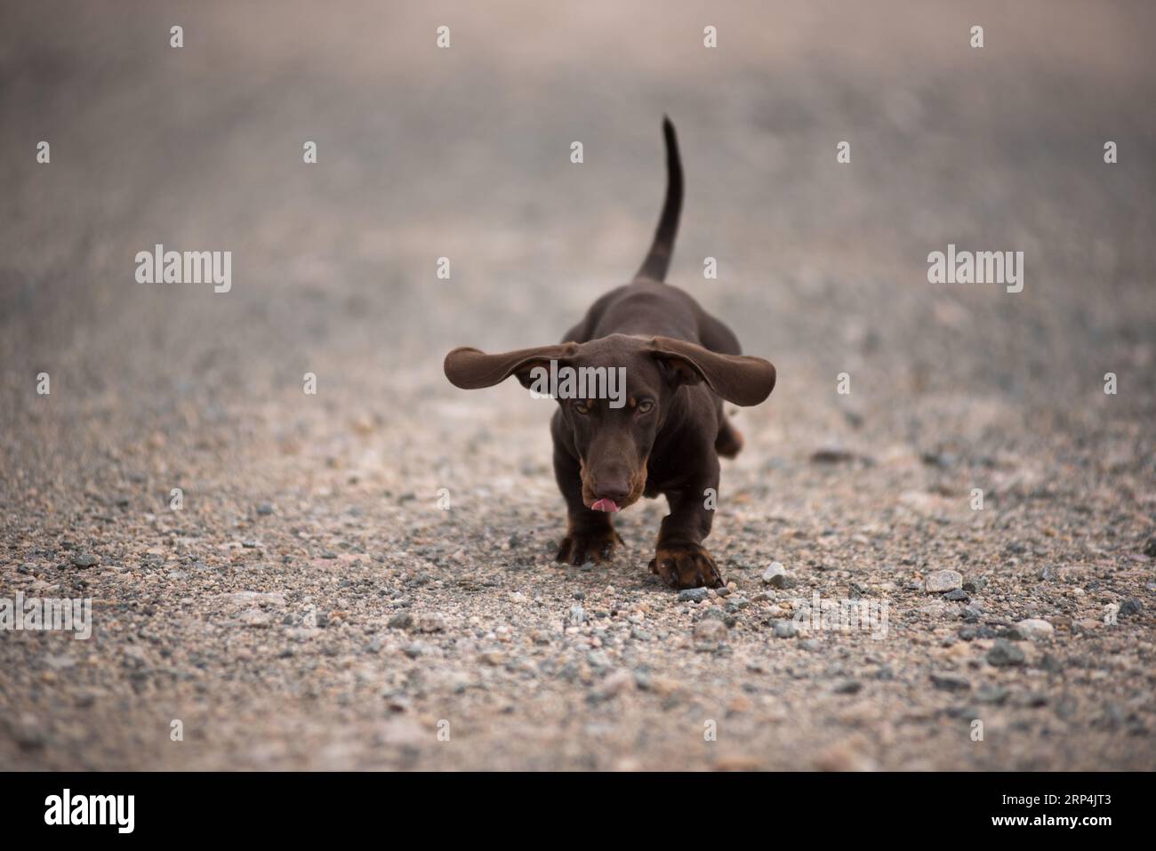 Dachshund puppy running on a dust road Stock Photo
