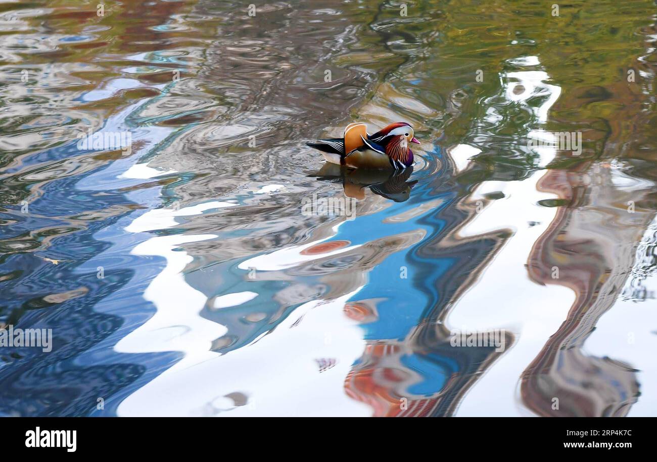 (181111) -- BEIJING, Nov. 11, 2018 -- A Mandarin duck is seen on a pond at the Central Park in New York, the United States, on Nov. 8, 2018. ) XINHUA PHOTO WEEKLY CHOICE LixRui PUBLICATIONxNOTxINxCHN Stock Photo