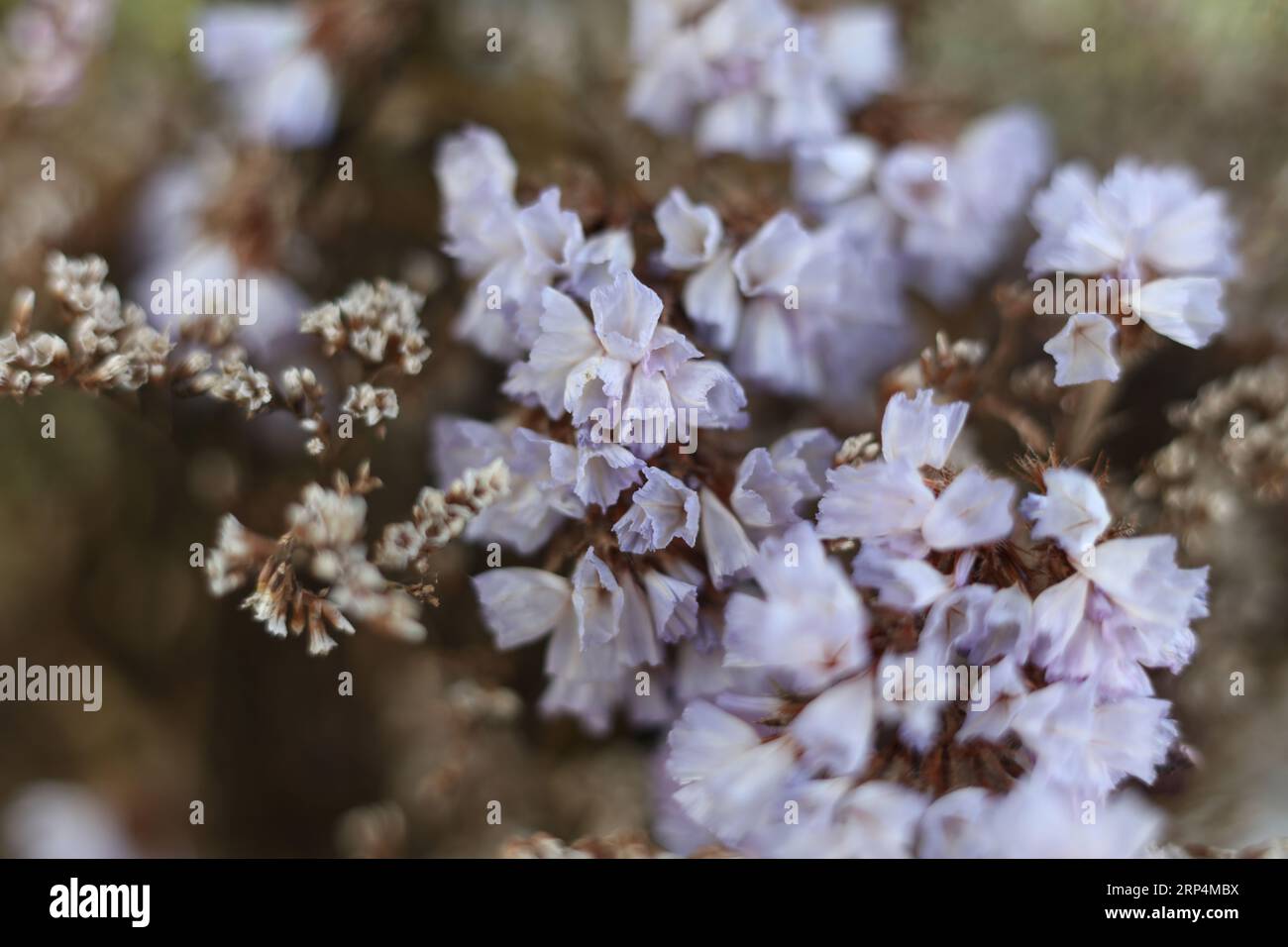 selective focus macro of dry limonium,  sea-lavender, statice, caspia or marsh-rosemary flowers Stock Photo