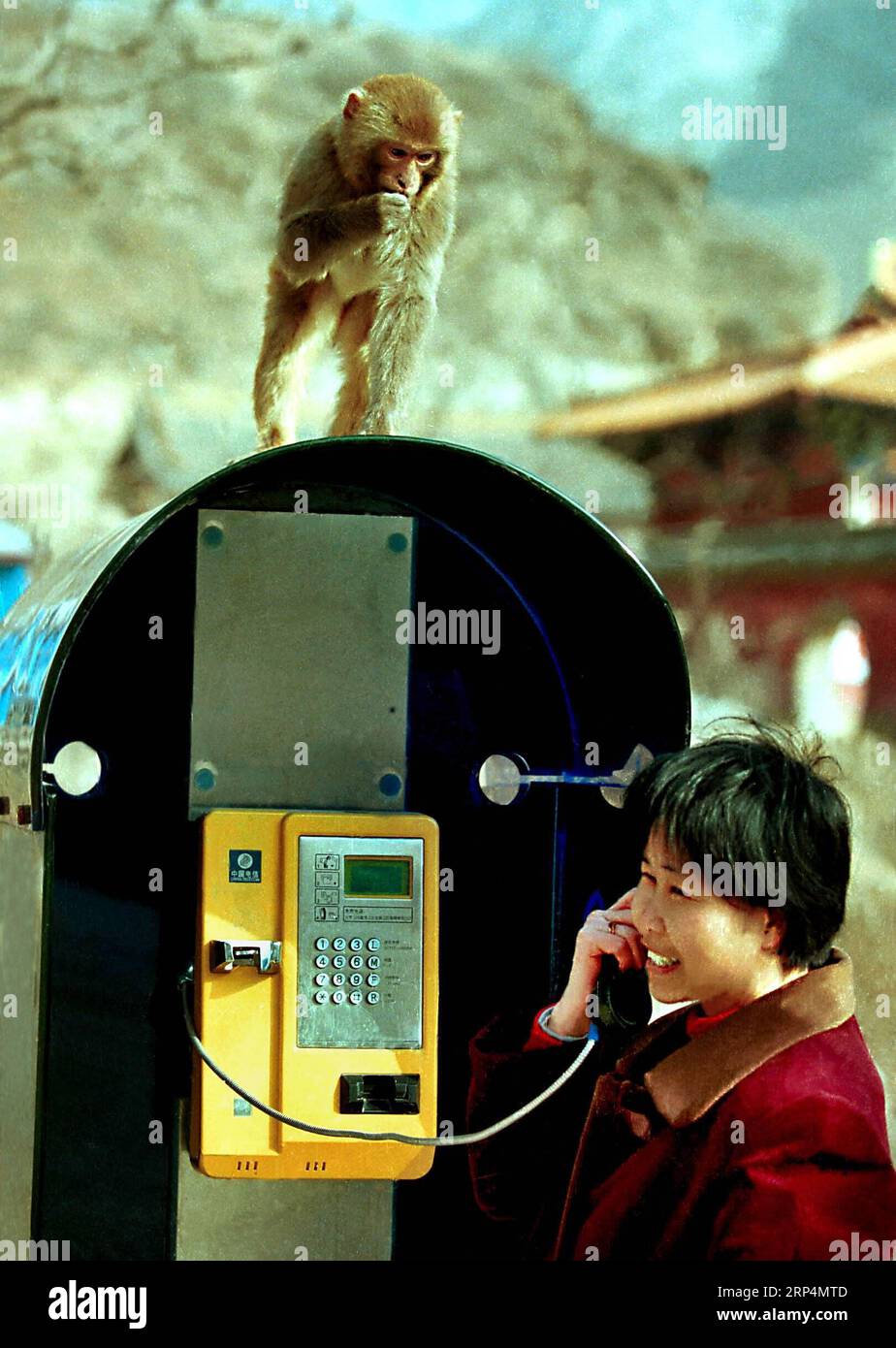 (181113) -- BEIJING, Nov. 13, 2018 (Xinhua) -- A monkey is seen on top of a booth where a tourist makes a phone call at Wulongkou scenic area in Jiyuan, central China s Henan Province, March 16, 2001. More than four decades of sound economic growth from 1978, the starting year of the reform and opening-up policy, has fundamentally lifted life quality of 1.3 billion Chinese, who are now able to enjoy the global village thanks to the advanced telecom infrastructure. However, Chinese people also ever went through the time when writing letters was the most frequent means to contact with faraway re Stock Photo