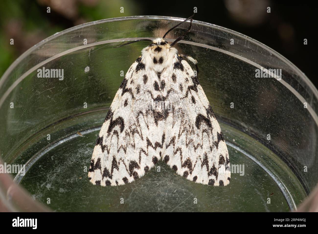 Black arches moth (Lymantria monacha) caught during a moth trapping evening, Hampshire, England, UK Stock Photo