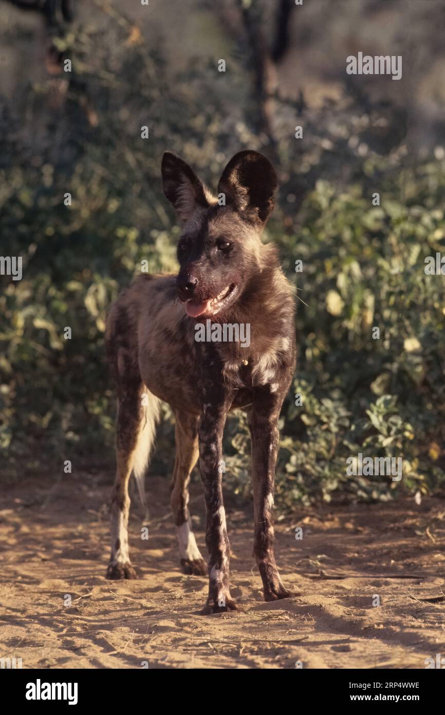 The African wild dog (Lycaon pictus), also known as the painted dog or Cape hunting dog, is a wild canine native to sub-Saharan Africa. Stock Photo