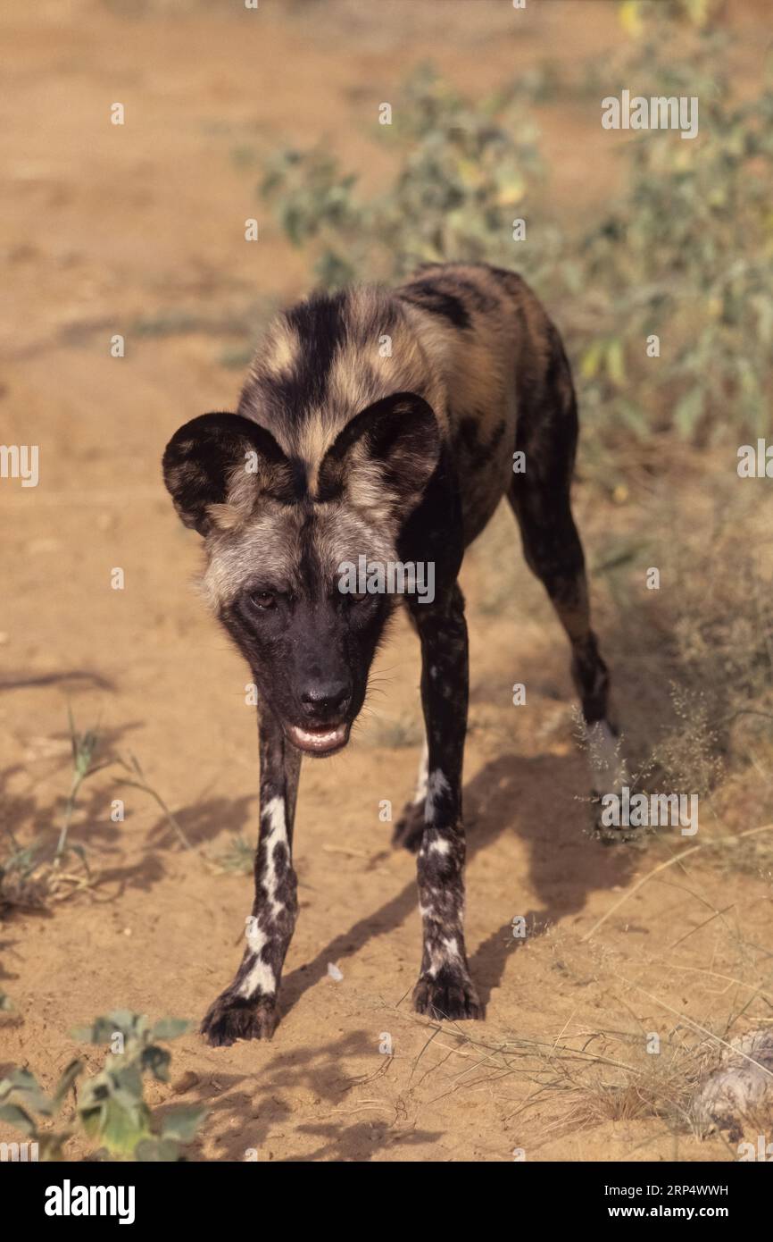 The African wild dog (Lycaon pictus), also known as the painted dog or Cape hunting dog, is a wild canine native to sub-Saharan Africa. Stock Photo