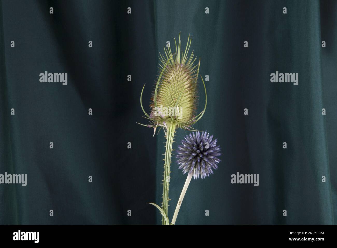 a couple of thistle stalk in front of a background of green curtains. Minimal color still life photography. Stock Photo