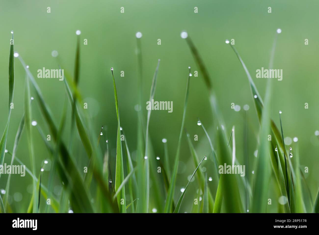 Picture Idea: Morning Dew On Long Grass Stock Photo