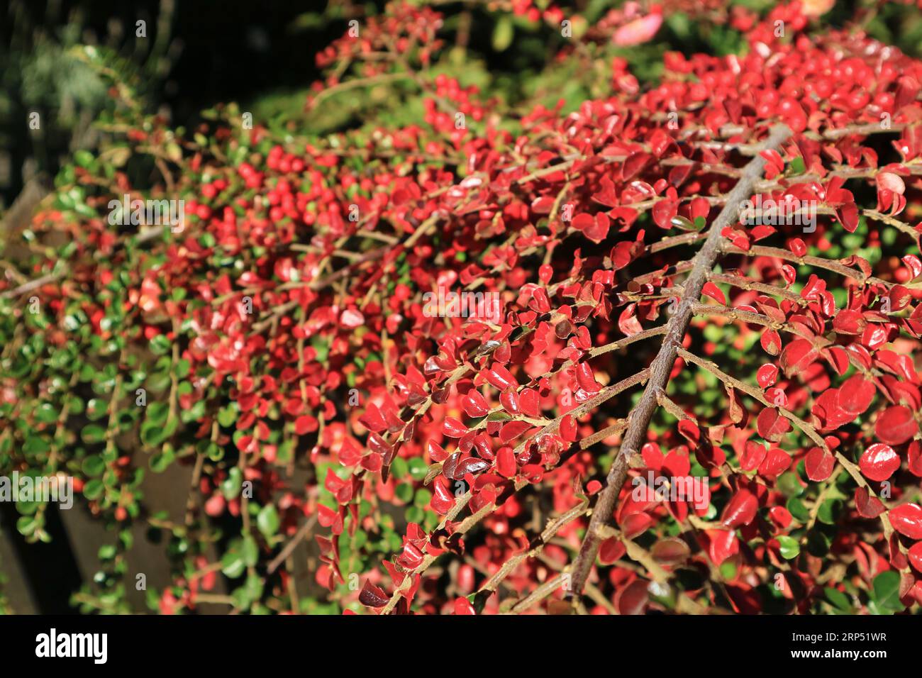 Vibrant Red Foliage of Wild Berries Shrub in the Sunlight of Patagonia, El Calafate, Argentina, South America Stock Photo