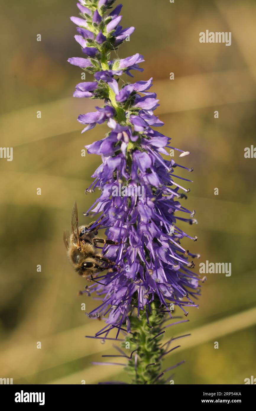 Sunlight on wildflowers hi-res stock photography and images - Alamy