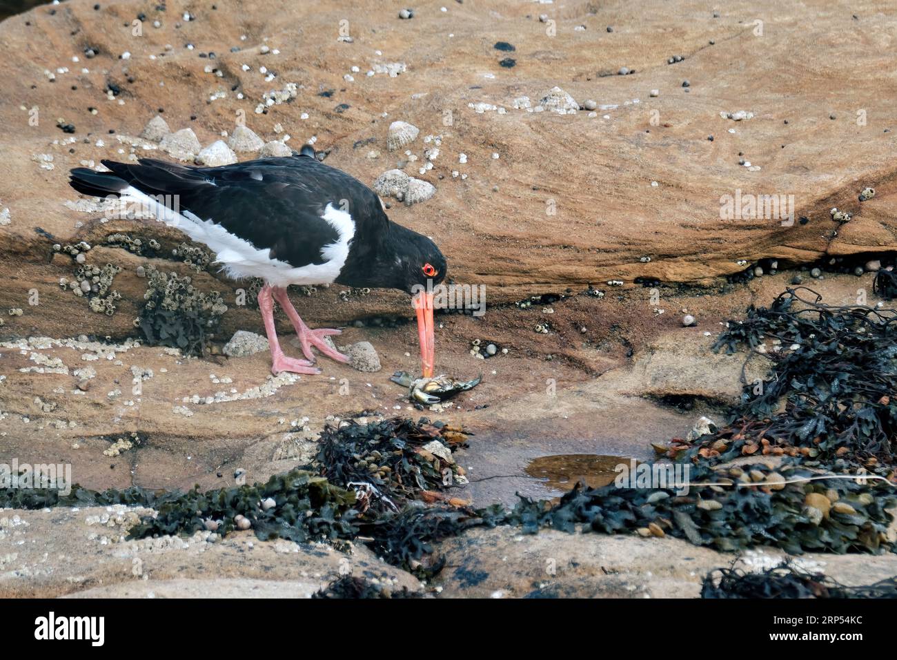 Oystercatcher in Rock Pools Stock Photo Alamy