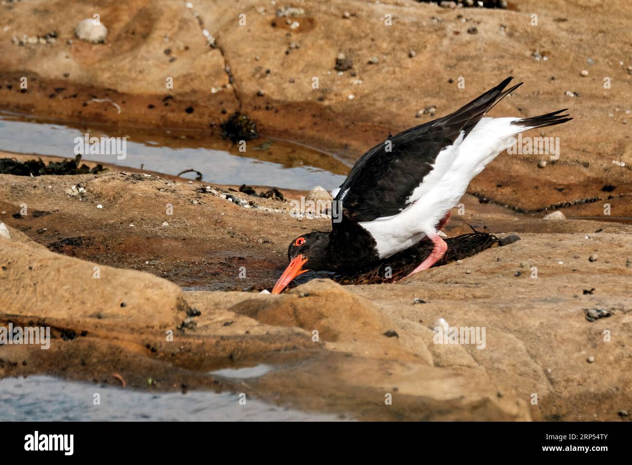 Oystercatcher in Rock Pools Stock Photo Alamy