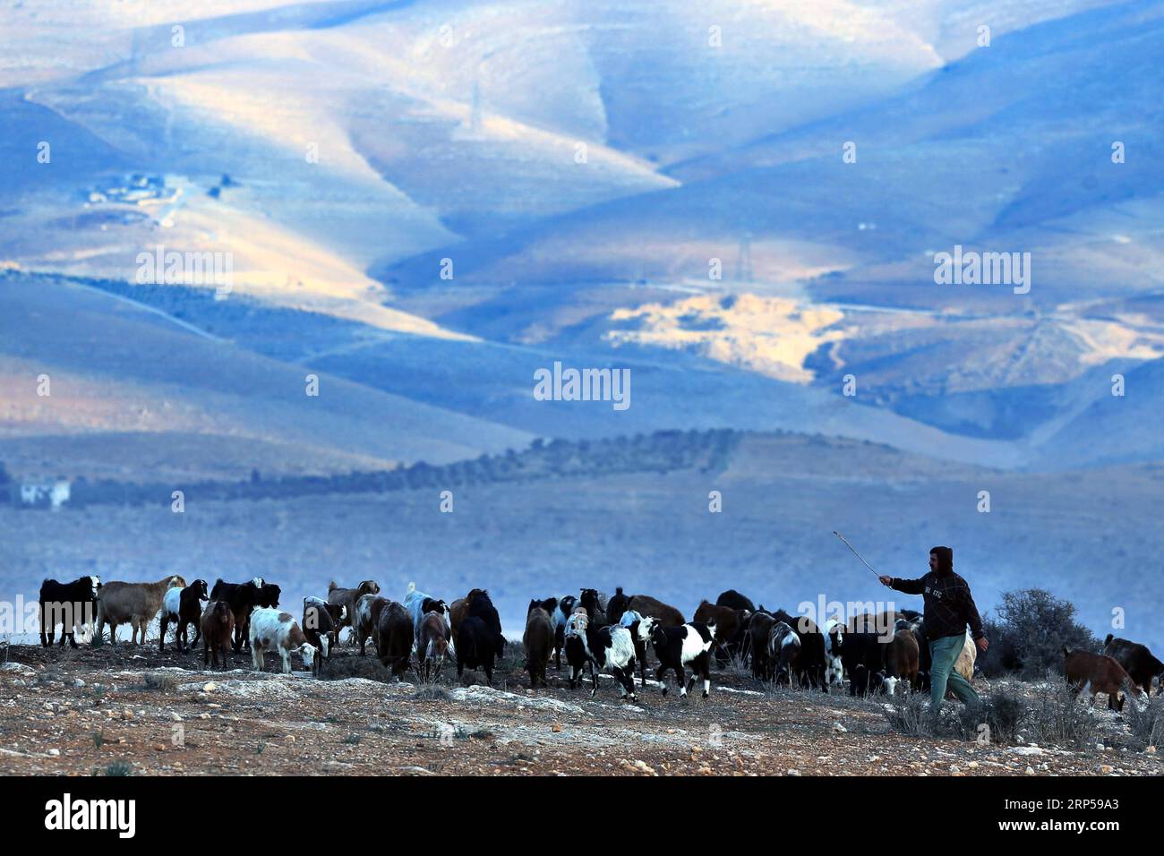 (181204) -- AJLOUN (JORDAN), Dec. 4, 2018 -- A Jordanian shepherd herds a flock of goats in Ajloun, north of Amman, Jordan, on Dec. 4, 2018. ) JORDAN-AJLOUN-SHEPHERD-HERDING MohammadxAbuxGhosh PUBLICATIONxNOTxINxCHN Stock Photo