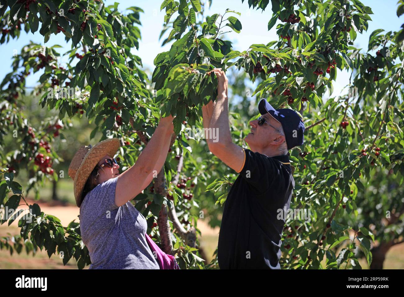 (181205) CANBERRA, Dec. 5, 2018 Tourists pick cherries in