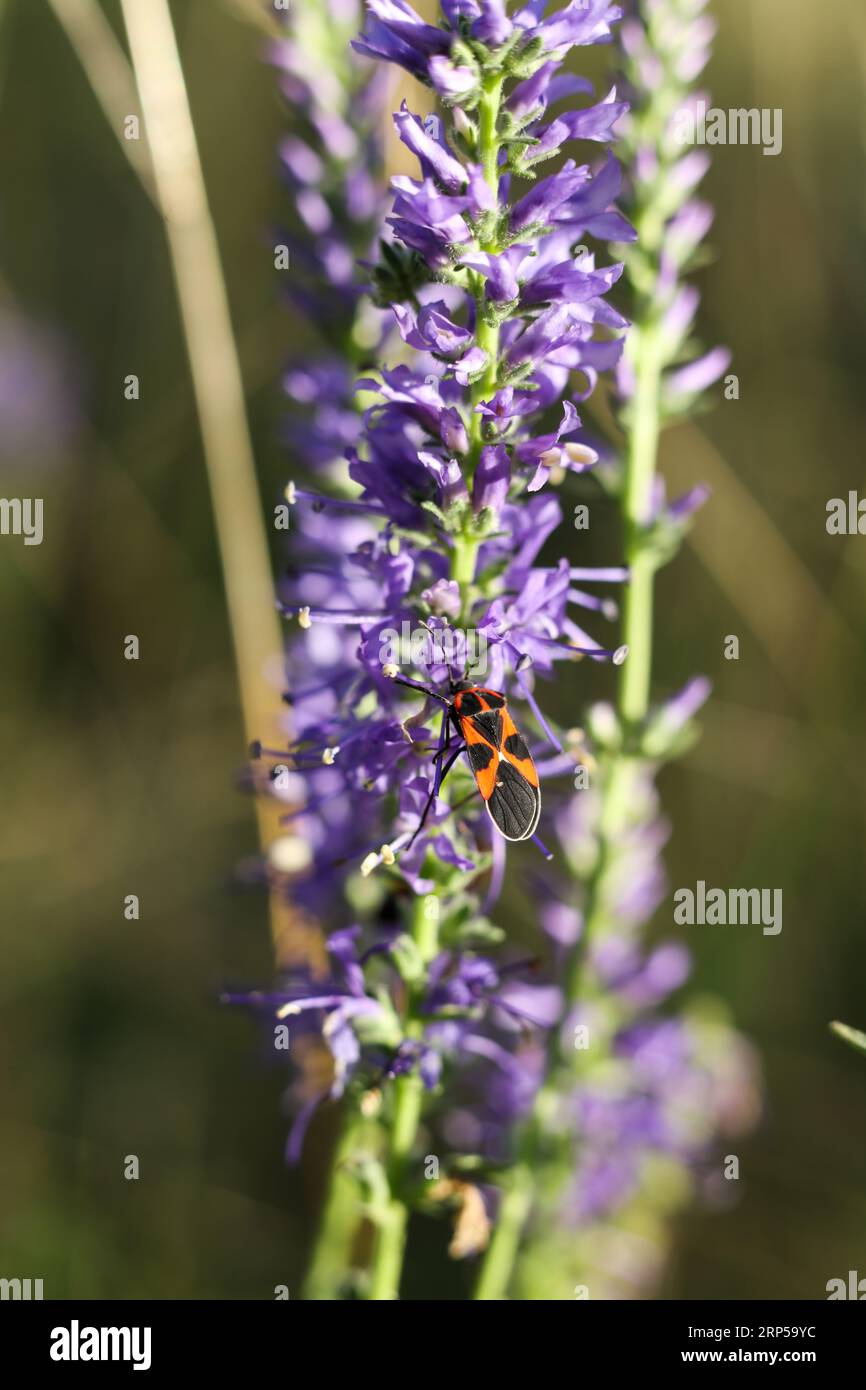 a firebug on a veronica spicata wild flower in the summer meadow Stock Photo