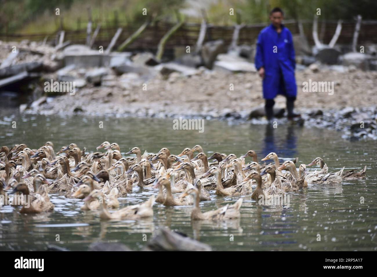 (181205) -- DANZHAI, Dec. 5, 2018 (Xinhua) -- Yang Zaiheng herds ducks at an egg-laying duck farm in Dingdong Village of Danzhai County, Qiandongnan Miao and Dong Autonomous Prefecture, southwest China s Guizhou Province, Dec. 4, 2018. Duck farmer Yang Zaiheng, 42, was once impoverished. After getting rid of poverty in 2015 through livestock and fish farming, Yang decided to promote the breeding industry in local area and help other impoverished households increase income. In 2017, Yang and other six households set up an egg-laying duck breeding cooperative with a duck egg production of over 8 Stock Photo