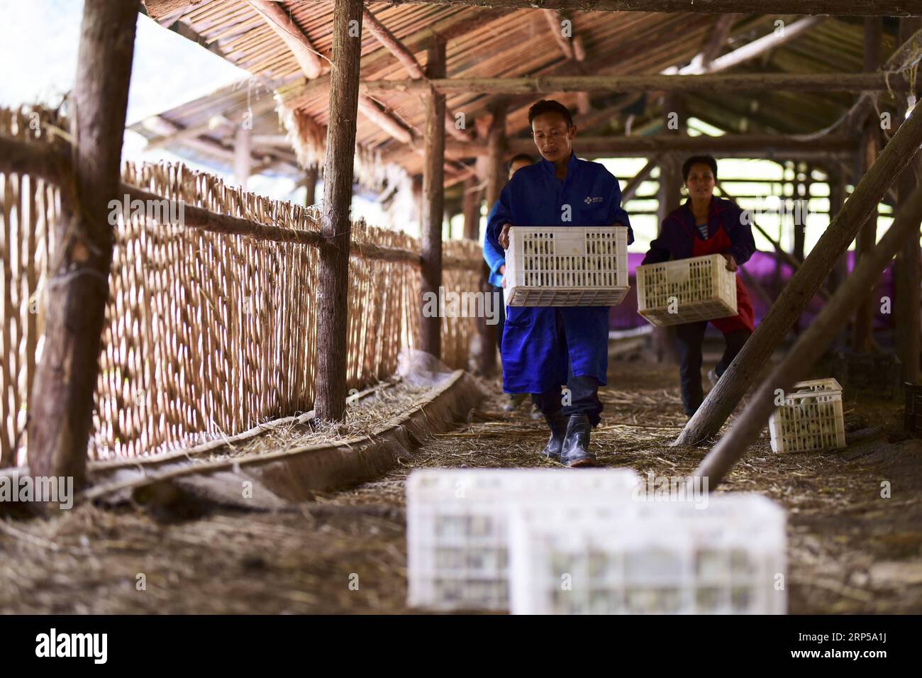(181205) -- DANZHAI, Dec. 5, 2018 (Xinhua) -- Yang Zaiheng (front) carries duck eggs at an egg-laying duck farm in Dingdong Village of Danzhai County, Qiandongnan Miao and Dong Autonomous Prefecture, southwest China s Guizhou Province, Dec. 4, 2018. Duck farmer Yang Zaiheng, 42, was once impoverished. After getting rid of poverty in 2015 through livestock and fish farming, Yang decided to promote the breeding industry in local area and help other impoverished households increase income. In 2017, Yang and other six households set up an egg-laying duck breeding cooperative with a duck egg produc Stock Photo