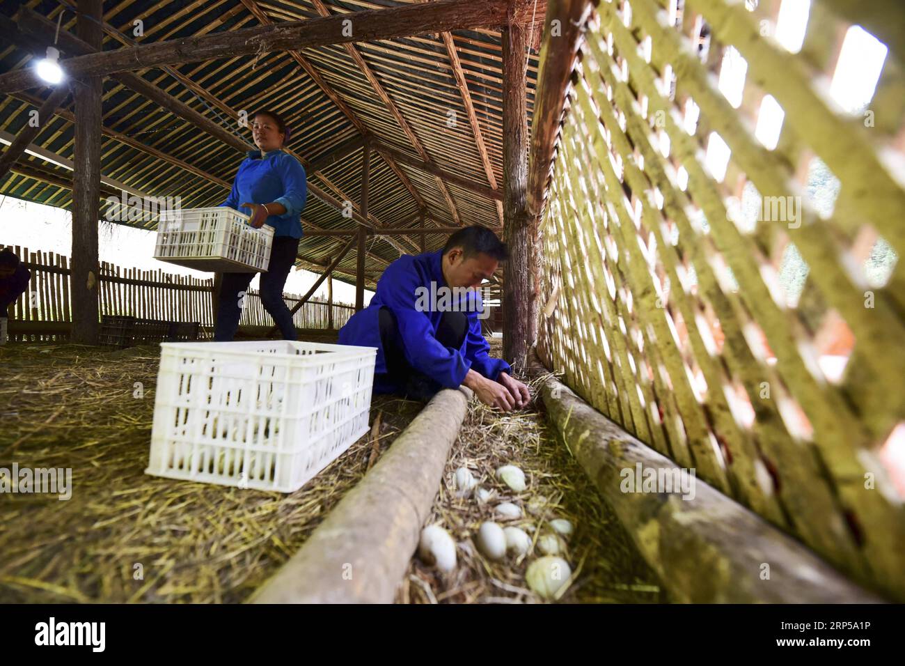 (181205) -- DANZHAI, Dec. 5, 2018 (Xinhua) -- Yang Zaiheng (R) collects duck eggs at an egg-laying duck farm in Dingdong Village of Danzhai County, Qiandongnan Miao and Dong Autonomous Prefecture, southwest China s Guizhou Province, Dec. 4, 2018. Duck farmer Yang Zaiheng, 42, was once impoverished. After getting rid of poverty in 2015 through livestock and fish farming, Yang decided to promote the breeding industry in local area and help other impoverished households increase income. In 2017, Yang and other six households set up an egg-laying duck breeding cooperative with a duck egg productio Stock Photo