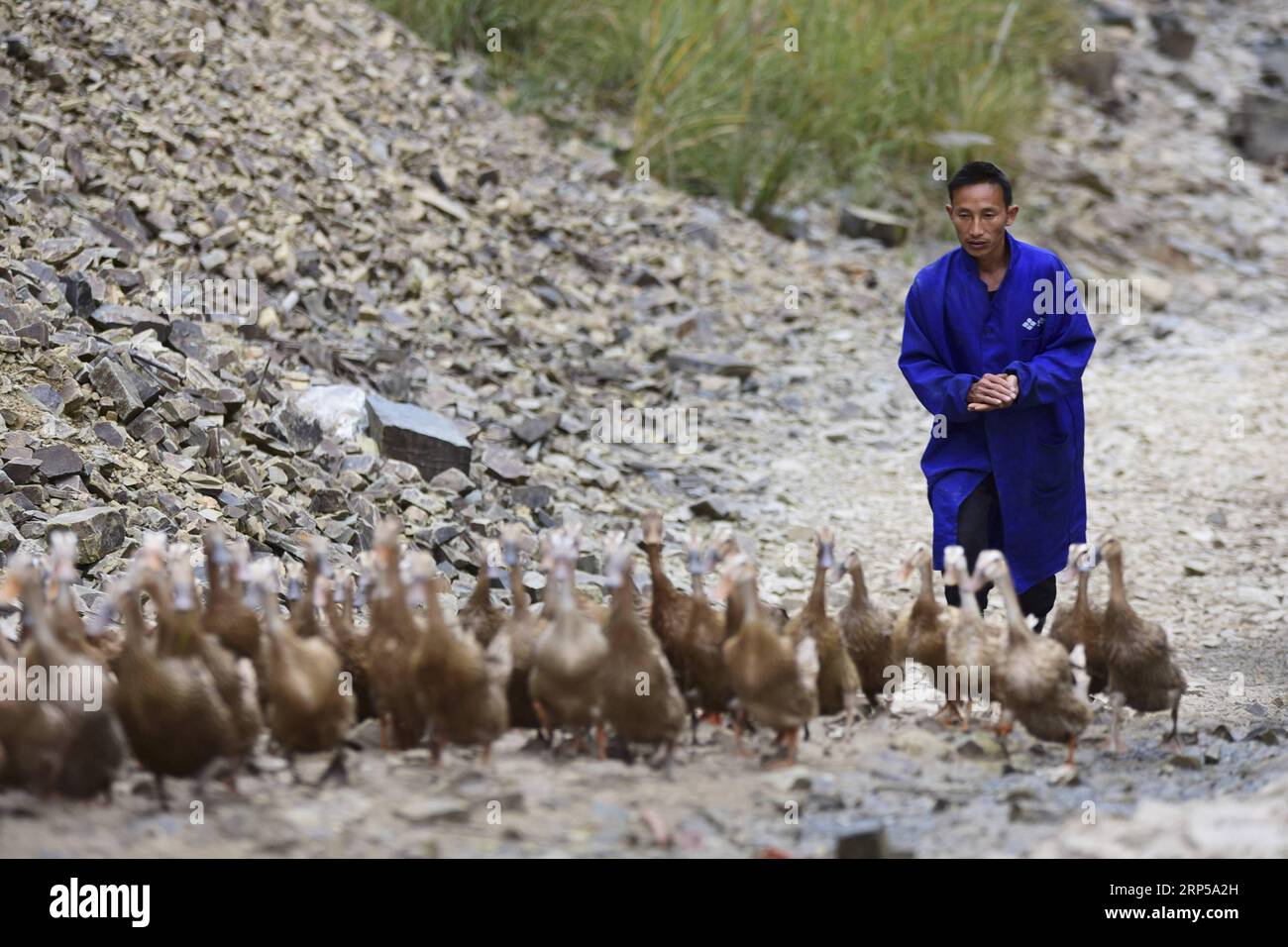 (181205) -- DANZHAI, Dec. 5, 2018 (Xinhua) -- Yang Zaiheng herds ducks at an egg-laying duck farm in Dingdong Village of Danzhai County, Qiandongnan Miao and Dong Autonomous Prefecture, southwest China s Guizhou Province, Dec. 4, 2018. Duck farmer Yang Zaiheng, 42, was once impoverished. After getting rid of poverty in 2015 through livestock and fish farming, Yang decided to promote the breeding industry in local area and help other impoverished households increase income. In 2017, Yang and other six households set up an egg-laying duck breeding cooperative with a duck egg production of over 8 Stock Photo