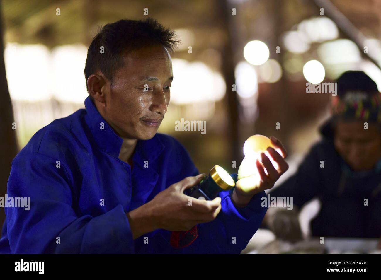 (181205) -- DANZHAI, Dec. 5, 2018 (Xinhua) -- Yang Zaiheng checks the quality of a duck egg at an egg-laying duck farm in Dingdong Village of Danzhai County, Qiandongnan Miao and Dong Autonomous Prefecture, southwest China s Guizhou Province, Dec. 4, 2018. Duck farmer Yang Zaiheng, 42, was once impoverished. After getting rid of poverty in 2015 through livestock and fish farming, Yang decided to promote the breeding industry in local area and help other impoverished households increase income. In 2017, Yang and other six households set up an egg-laying duck breeding cooperative with a duck egg Stock Photo