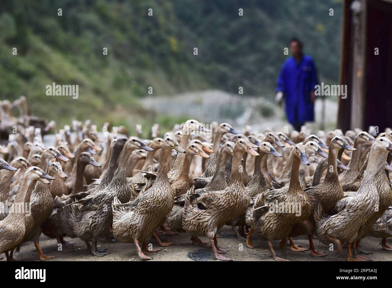 (181205) -- DANZHAI, Dec. 5, 2018 (Xinhua) -- Yang Zaiheng herds ducks at an egg-laying duck farm in Dingdong Village of Danzhai County, Qiandongnan Miao and Dong Autonomous Prefecture, southwest China s Guizhou Province, Dec. 4, 2018. Duck farmer Yang Zaiheng, 42, was once impoverished. After getting rid of poverty in 2015 through livestock and fish farming, Yang decided to promote the breeding industry in local area and help other impoverished households increase income. In 2017, Yang and other six households set up an egg-laying duck breeding cooperative with a duck egg production of over 8 Stock Photo