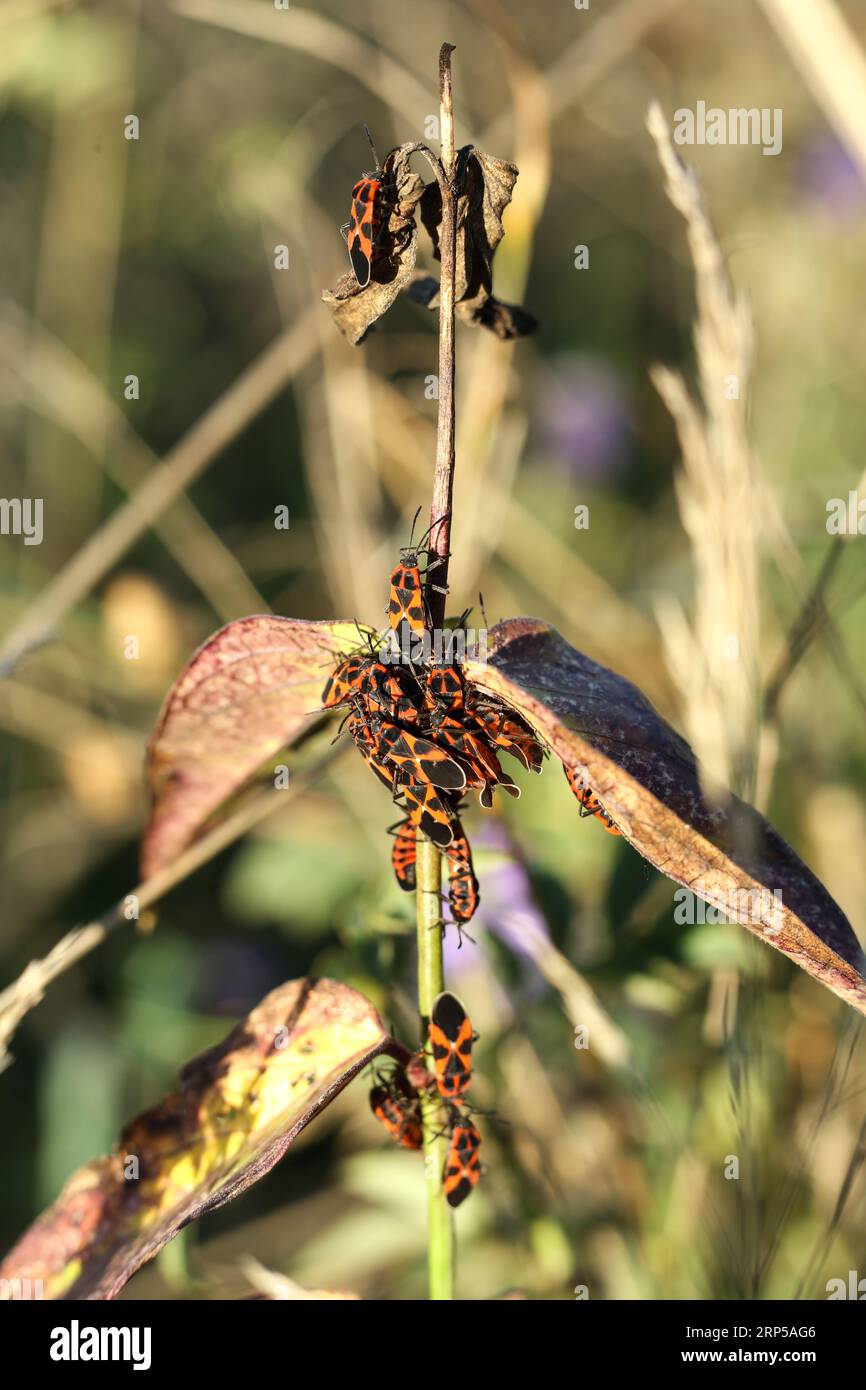 a bunch of The firebugs, Pyrrhocoris apterus insect on a plant in the summer meadow Stock Photo