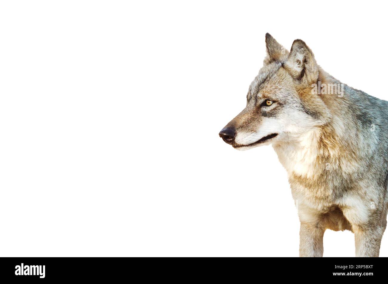 gray wolf close-up portrait isolated on white Stock Photo - Alamy