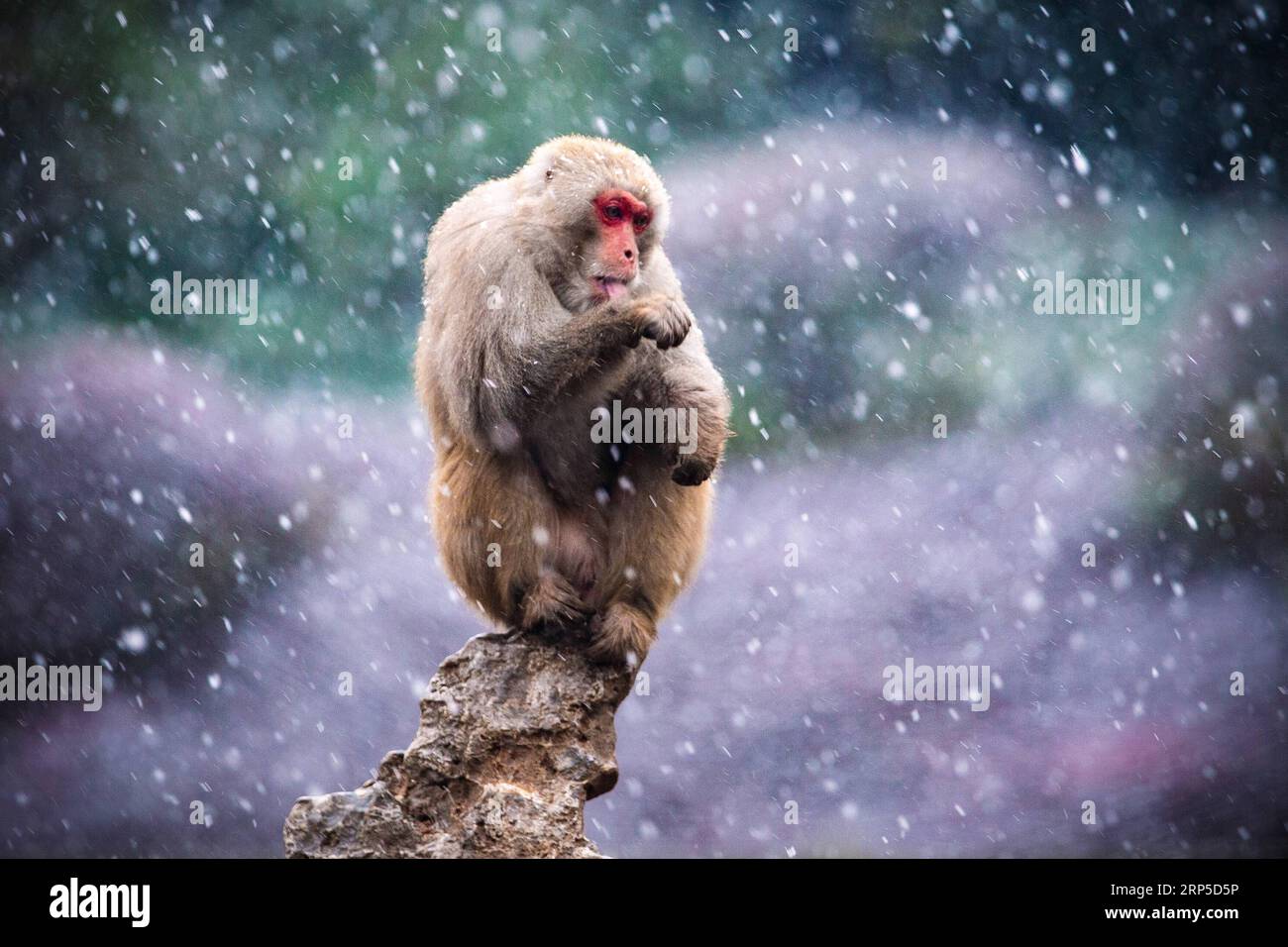 (181209) -- NANJING, Dec. 9, 2018 (Xinhua) -- A macaque has fun in snow at Hongshan Forest Zoo in Nanjing, capital city of east China s Jiangsu Province, Dec. 9, 2018. (Xinhua/Su Yang)(mp) CHINA-NANJING-MACAQUE-SNOW (CN) PUBLICATIONxNOTxINxCHN Stock Photo