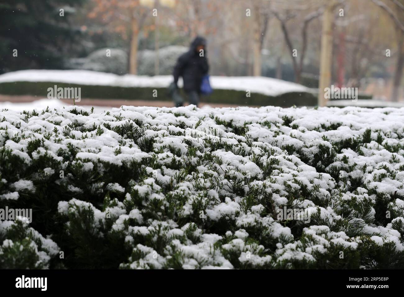 (181211) -- WEIFANG, Dec. 11, 2018 -- The roadside plant is covered with snow in Weifang City, east China s Shandong Province, Dec. 11, 2018. Parts of Shandong Province met snow on Tuesday. )(ly) CHINA-SHANDONG-SNOW (CN) ZhangxChi PUBLICATIONxNOTxINxCHN Stock Photo