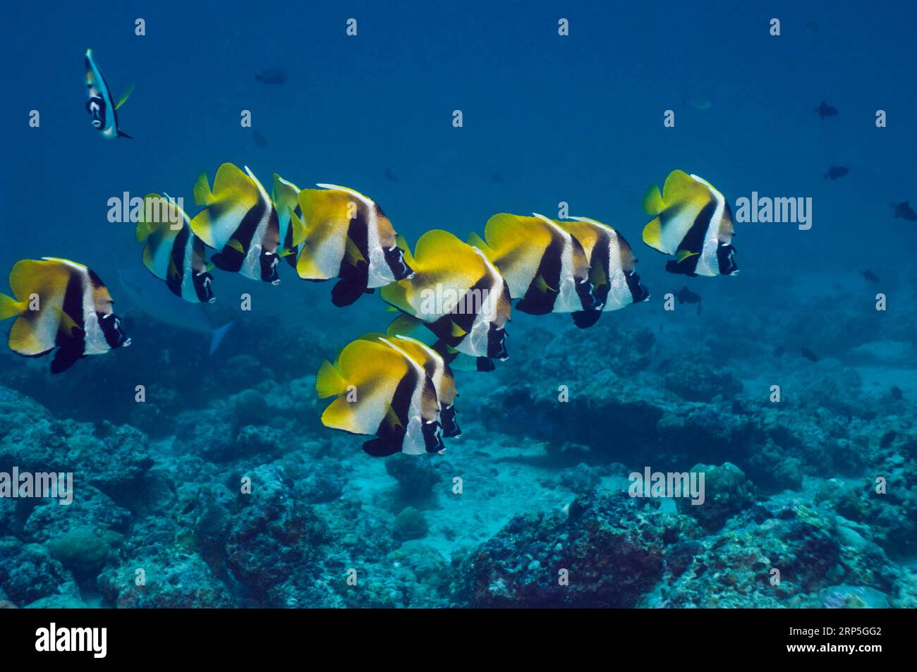 Masked bannerfish (Heniochus monoceros) school at rest.  Maldives.  Indo-West Pacific. Stock Photo