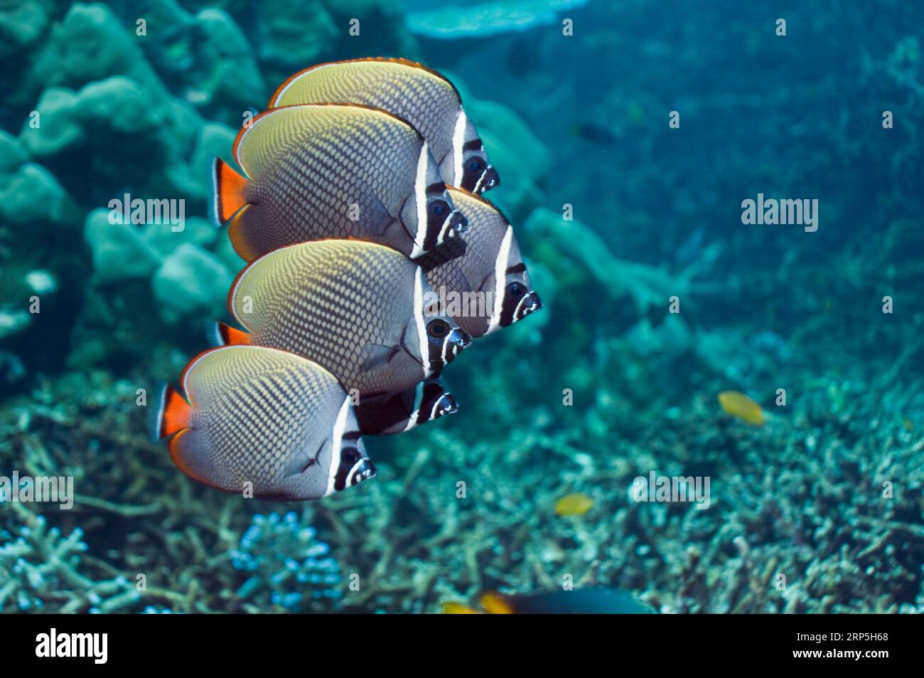 Redtail or Collared butterflyfish (Chaetodon collare).  Andaman Sea, Thailand.  (Digital capture). Stock Photo