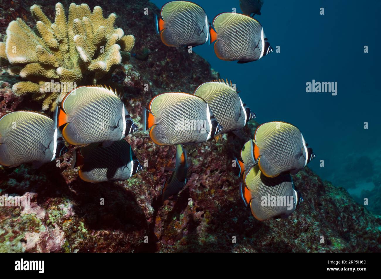 Redtail or Collared butterflyfish (Chaetodon collare).  Andaman Sea, Thailand. Stock Photo
