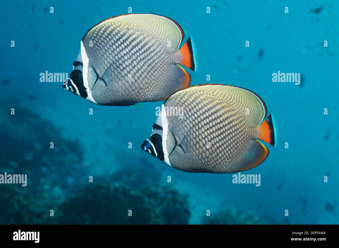 Redtail butterflyfish (Chaetodon collare).  Andaman Sea, Thailand. Stock Photo