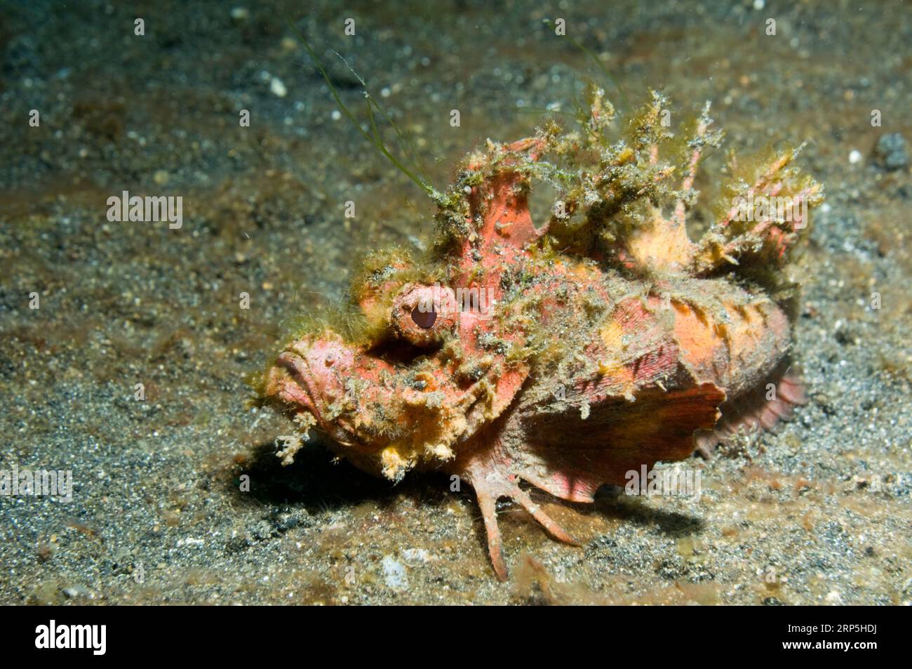 Spiny Devilfish - Inimicus didactylus.  It has long and sharp venomous dorsal fin spines that can inflict very painful stabs.  Lembeh, North Sulawesi, Stock Photo