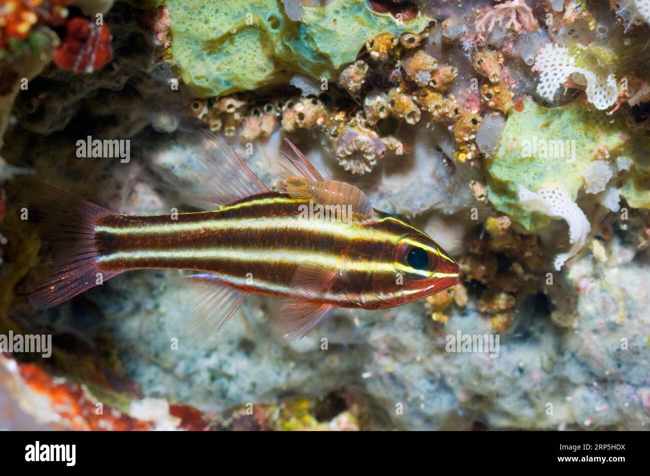 Parasitic isopod (Nerocila sp.) attached to Blackstripe cardinalfish (Apogon cf nigrofasciatus).  Raja Ampat, West Papua, Indonesia. Stock Photo