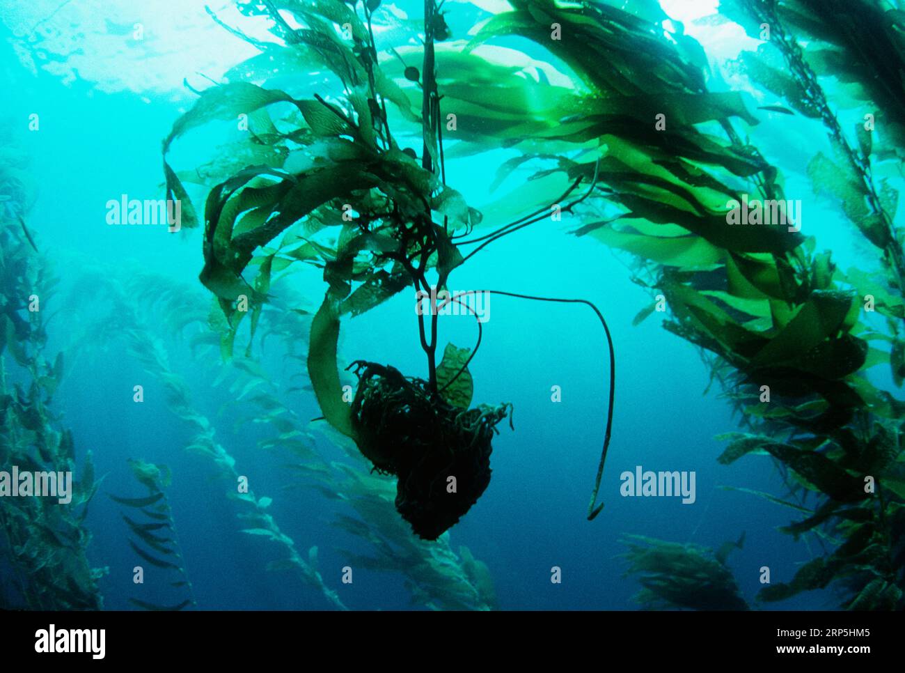 Giant kelp (Macrocystis pyrifera) holdfast floating through forest