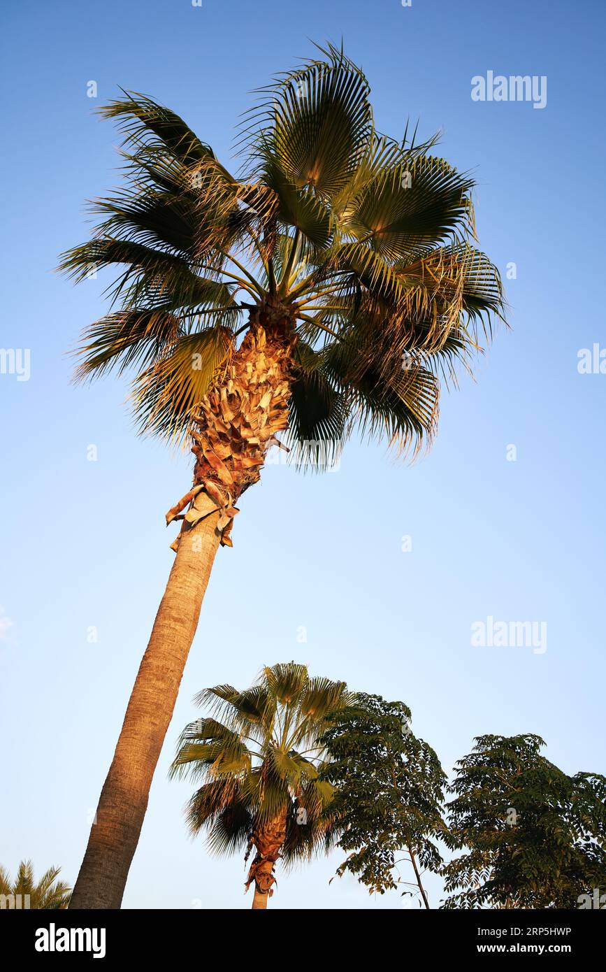 Bour tree hi-res stock photography and images - Alamy