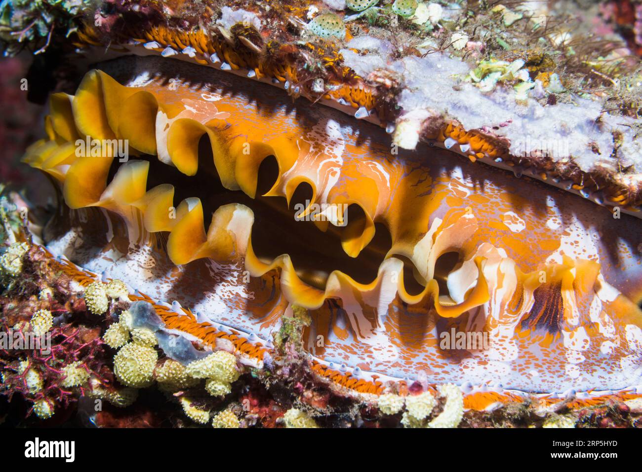 Thorny oyster [Spondylus varians], pattern of mantel.  When the oyster closes, the shell looks like part of the reef.  Tulamben, Bali, Indonesia. Stock Photo