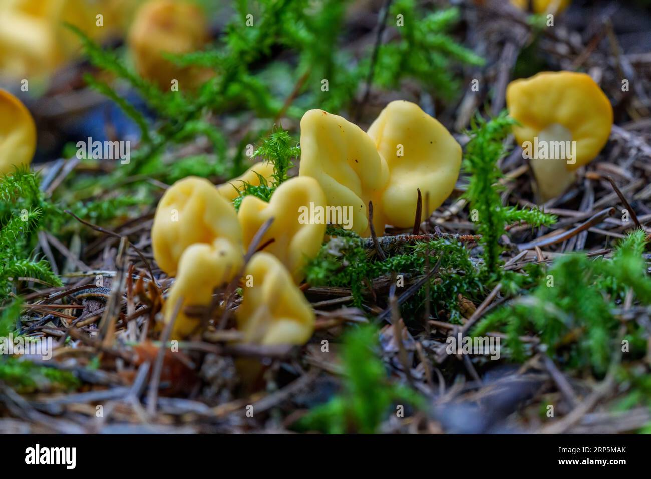 bright yellow fruitbodies of Sowerbyella imperialis, a rare and unusual species of ascomycete fungi, growing in autumn forest Stock Photo