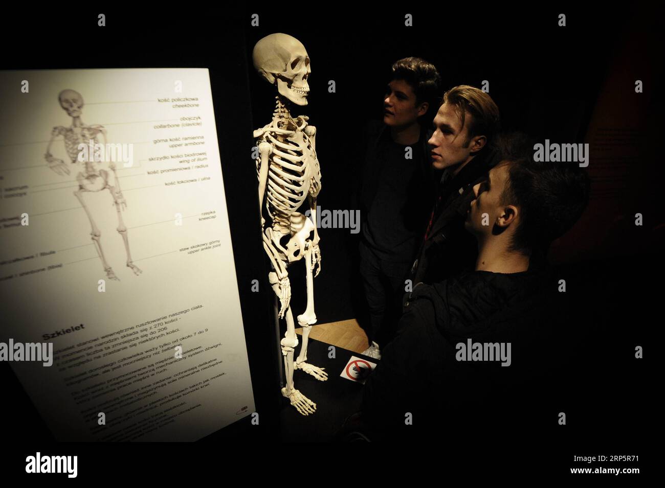 (181221) -- WARSAW, Dec. 21, 2018 -- Visitors look at a skeleton at the Body Worlds exhibition at the Palace of Culture and Science in Warsaw, Poland, on Dec. 21, 2018. The Body Worlds exhibition displays dissected human bodies and animals. It was first presented in Tokyo in 1995. ) POLAND-WARSAW-BODY WORLDS-EXHIBITION JaapxArriens PUBLICATIONxNOTxINxCHN Stock Photo